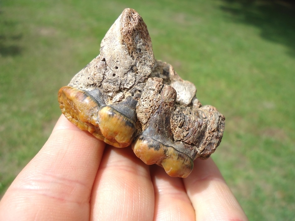 Large image 4 Stunning Spectacled Bear Maxilla with Two Teeth