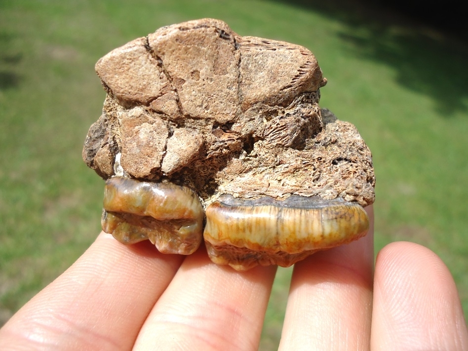 Large image 5 Stunning Spectacled Bear Maxilla with Two Teeth