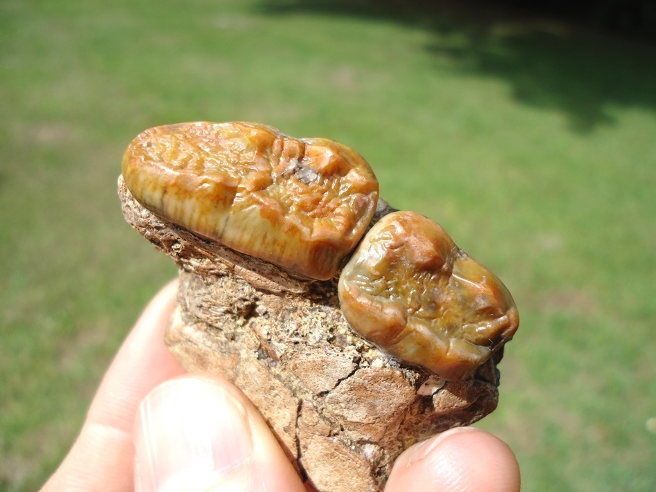 Large image 6 Stunning Spectacled Bear Maxilla with Two Teeth