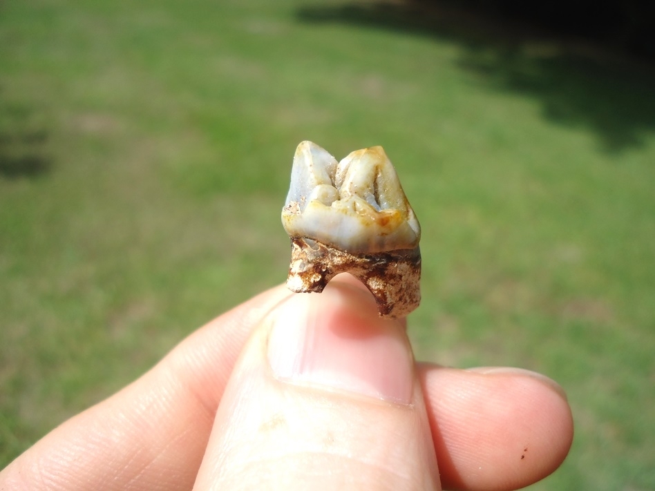 Large image 1 Excellent Peccary Upper Premolar