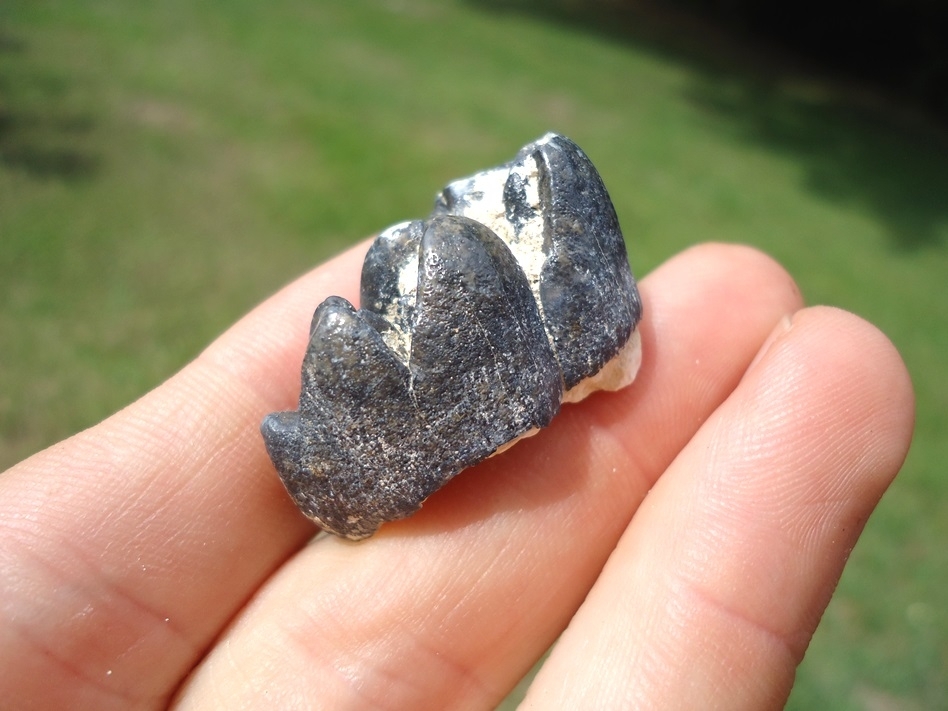 Top Quality Bone Valley Dugong Tooth | Miscellaneous | FOSSILS ...