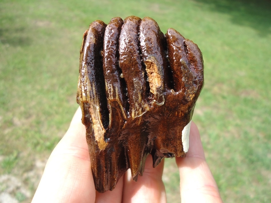 Large image 1 Sweet Juvenile Mammoth Tooth