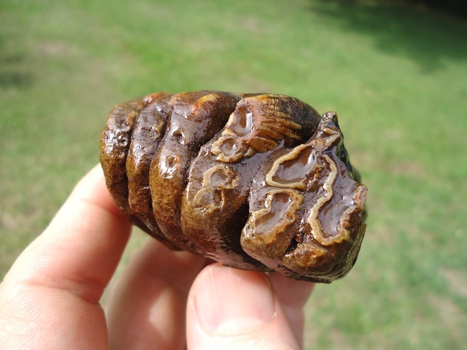 Large image 2 Sweet Juvenile Mammoth Tooth