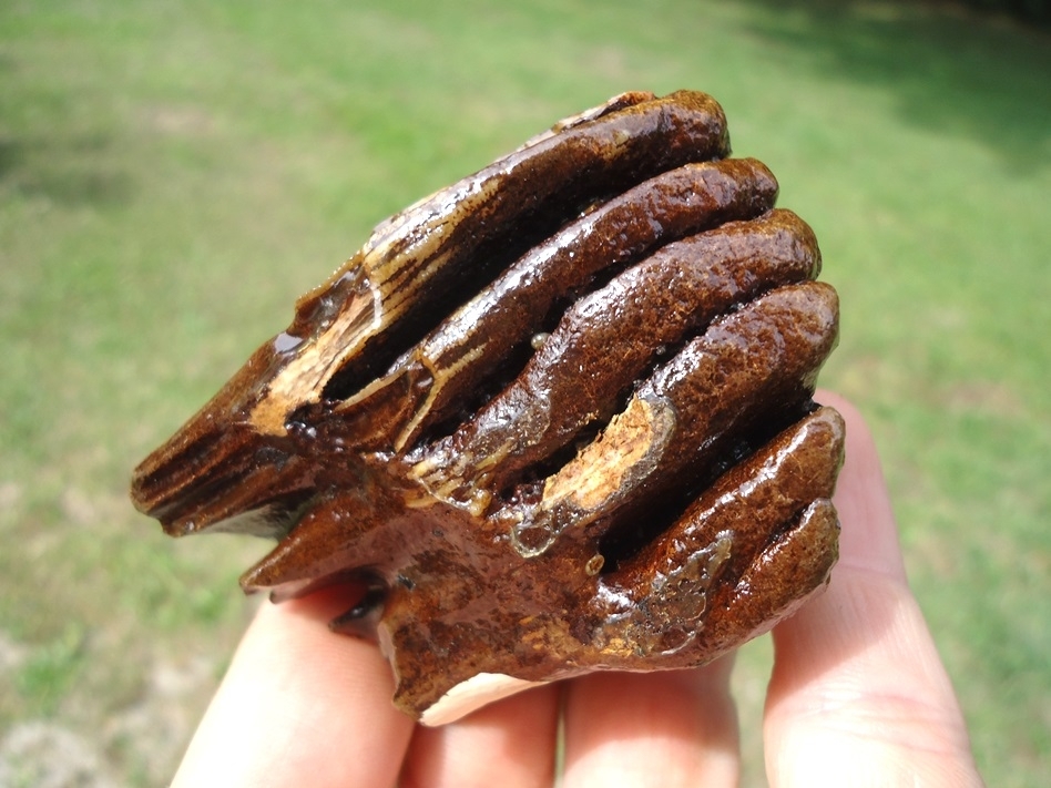 Large image 3 Sweet Juvenile Mammoth Tooth