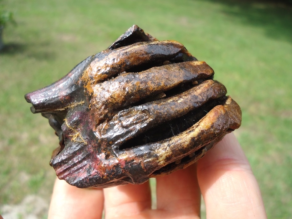 Large image 4 Sweet Juvenile Mammoth Tooth