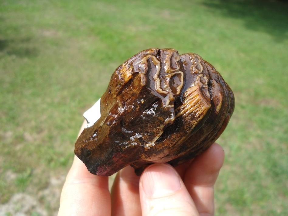 Large image 5 Sweet Juvenile Mammoth Tooth