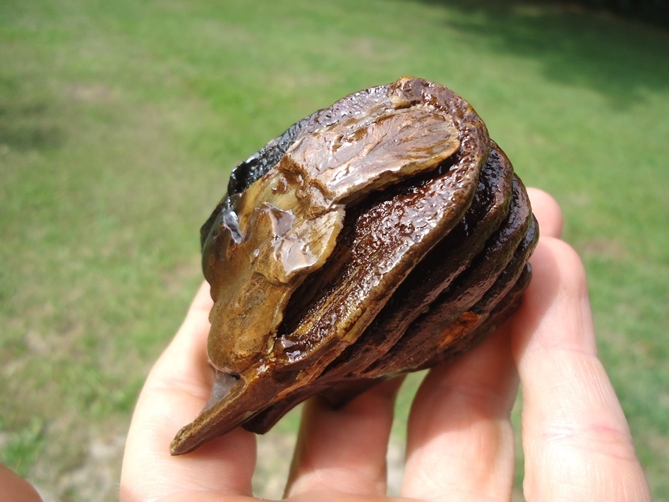 Large image 6 Sweet Juvenile Mammoth Tooth