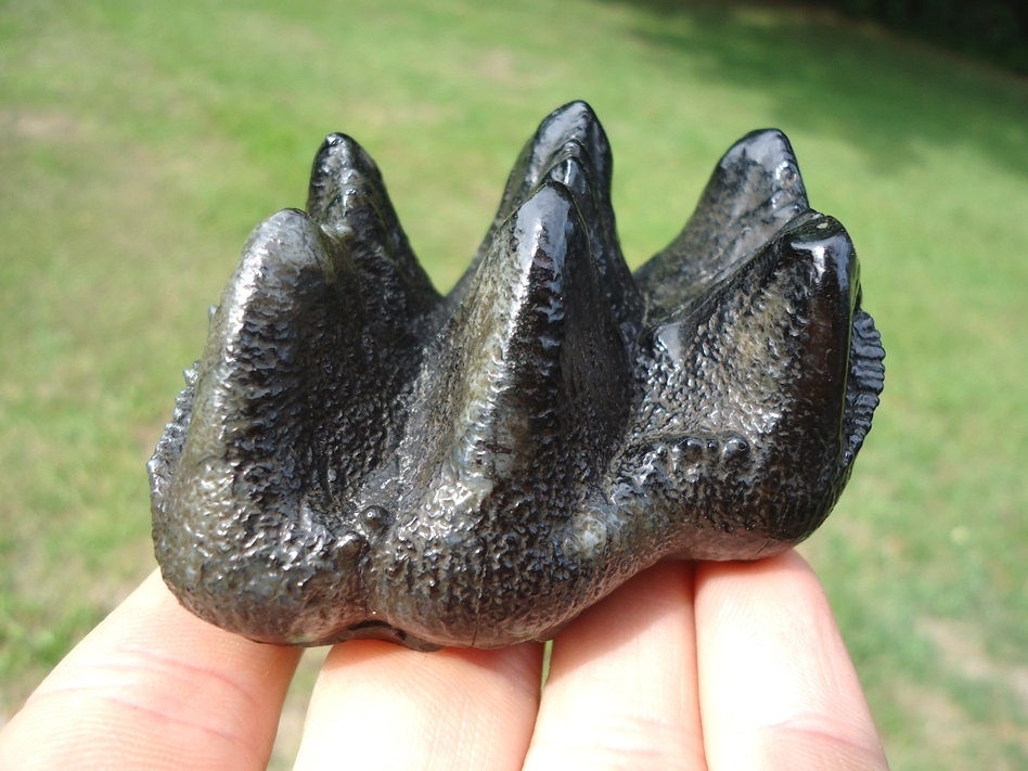 Large image 1 Gem Quality Juvenile Mastodon Tooth