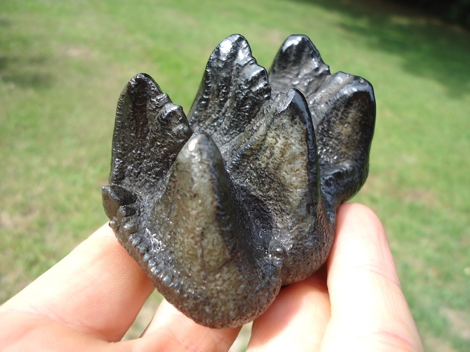 Large image 2 Gem Quality Juvenile Mastodon Tooth