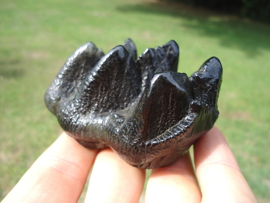 Large image 3 Gem Quality Juvenile Mastodon Tooth