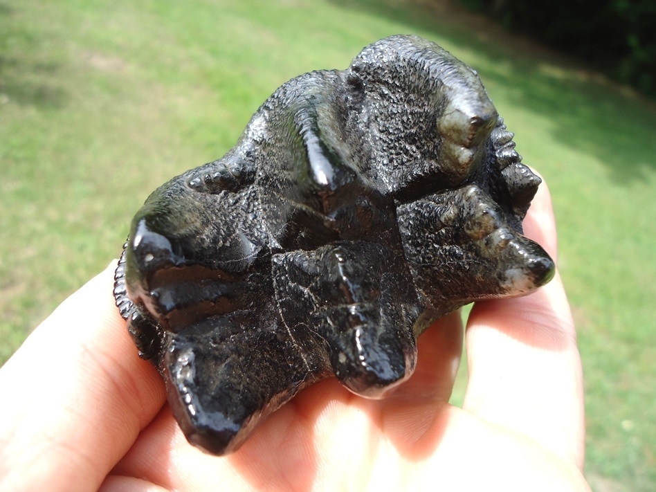 Large image 4 Gem Quality Juvenile Mastodon Tooth