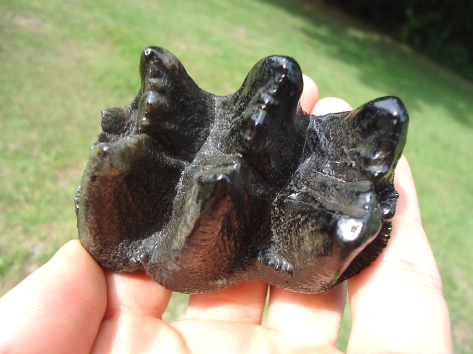 Large image 5 Gem Quality Juvenile Mastodon Tooth