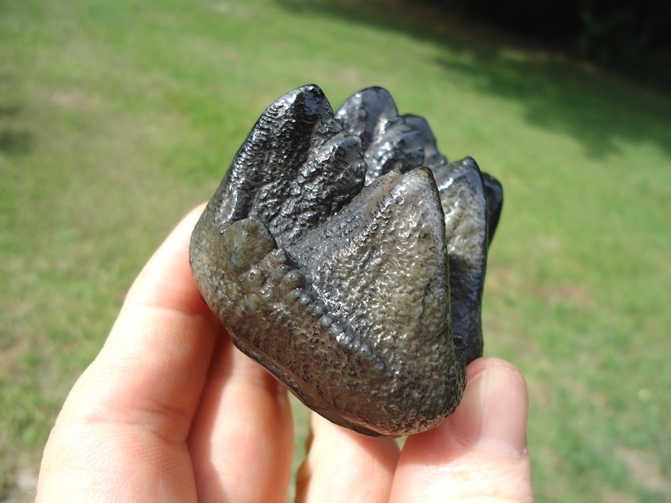 Large image 6 Gem Quality Juvenile Mastodon Tooth