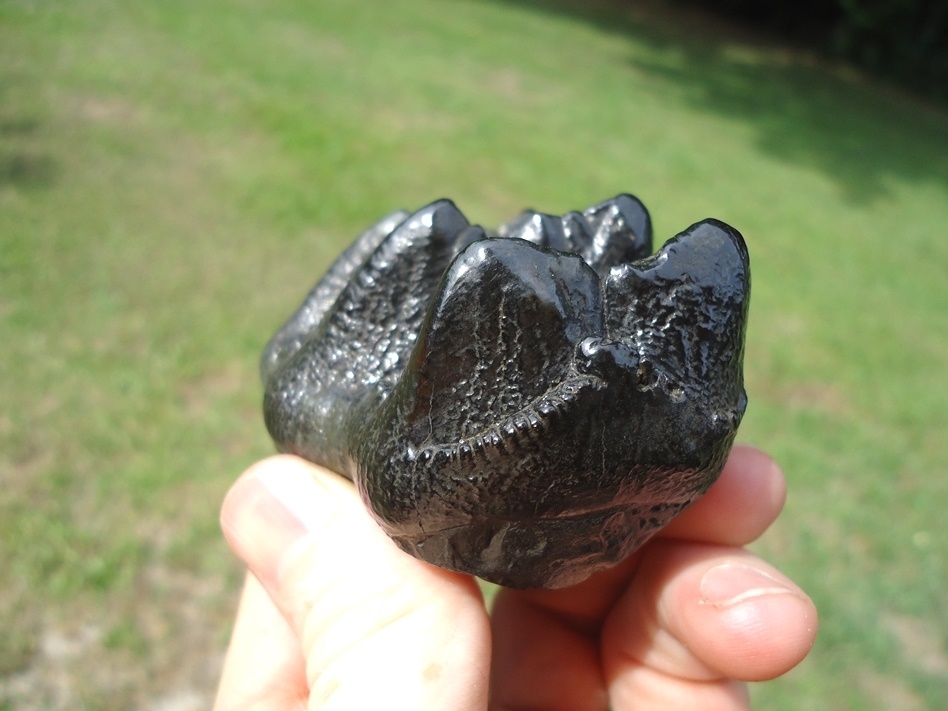 Large image 7 Gem Quality Juvenile Mastodon Tooth