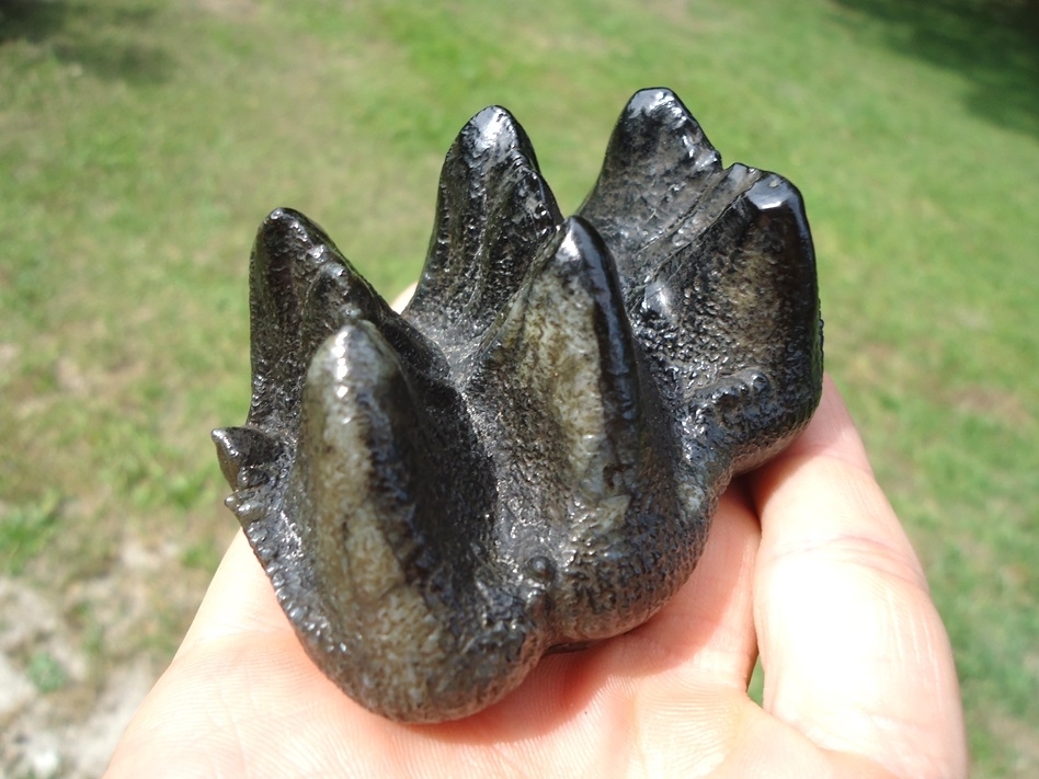 Large image 8 Gem Quality Juvenile Mastodon Tooth