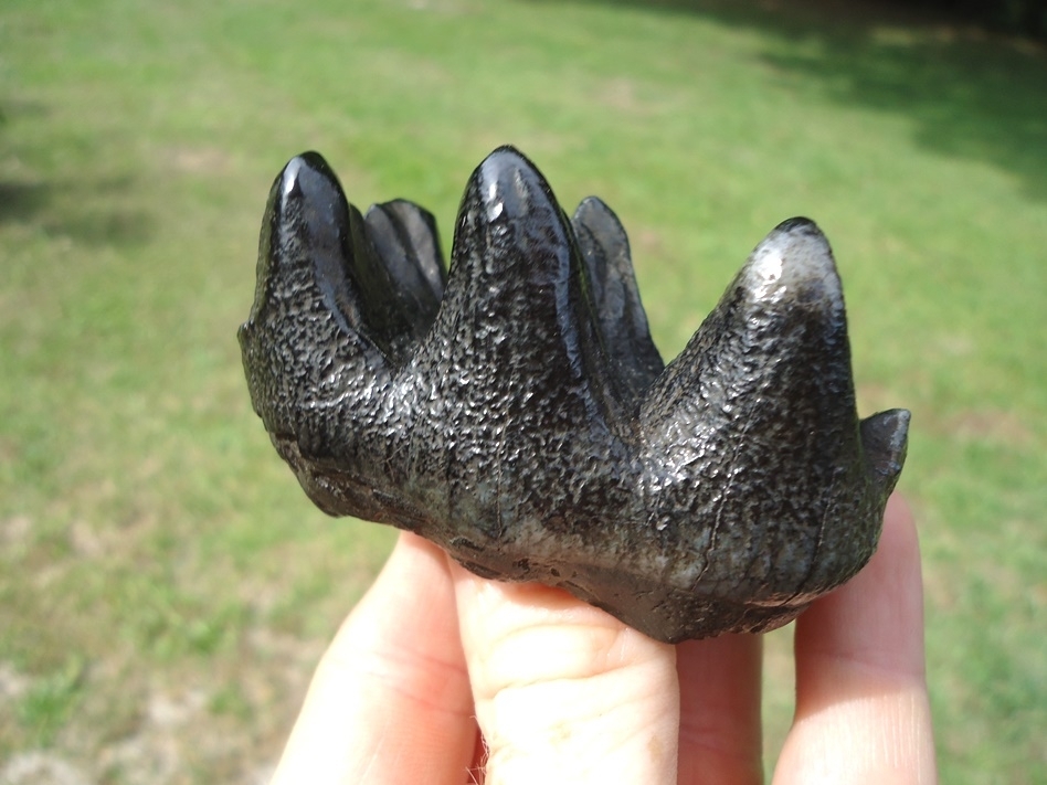 Large image 9 Gem Quality Juvenile Mastodon Tooth