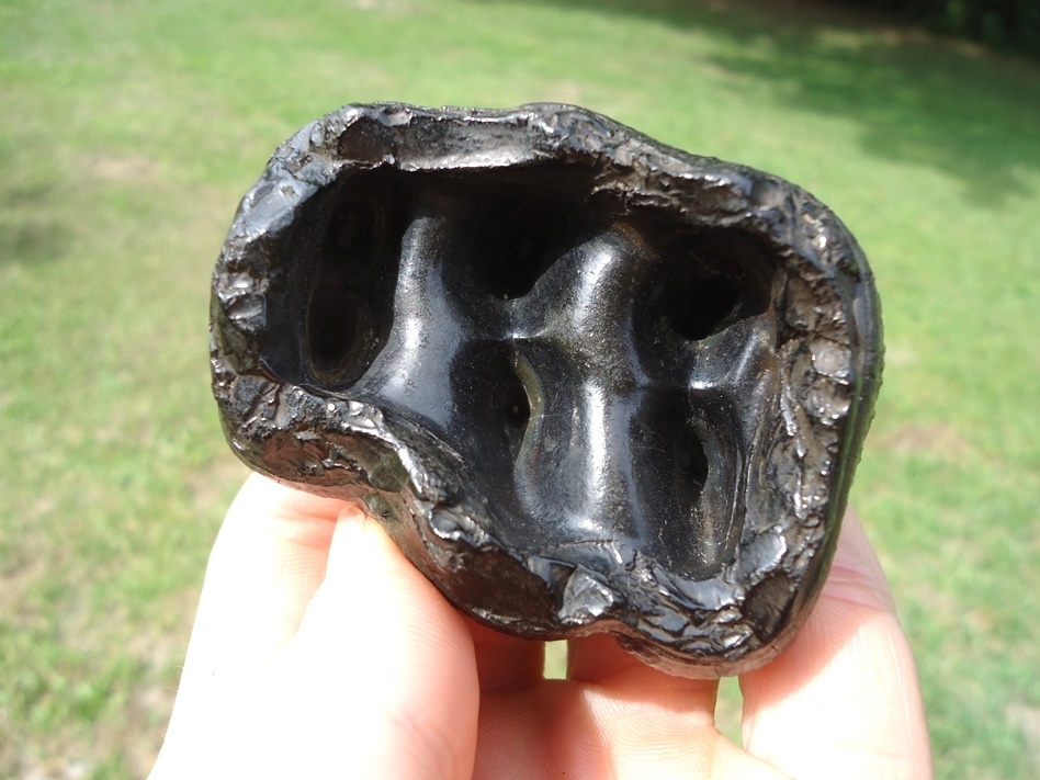 Large image 10 Gem Quality Juvenile Mastodon Tooth