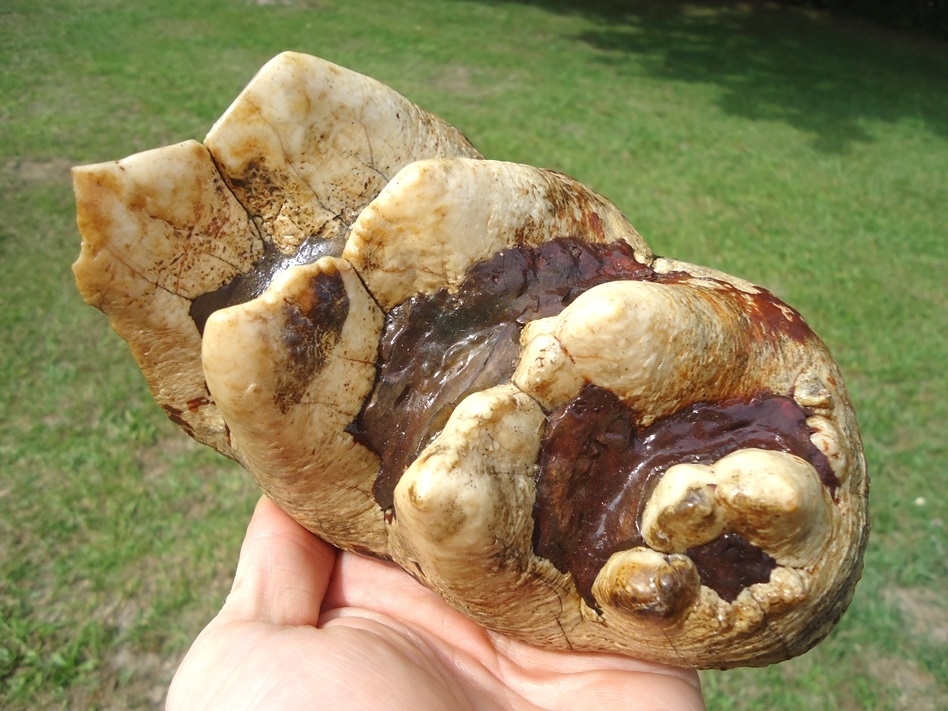 Large image 2 Extra Large Partial Mastodon Tooth