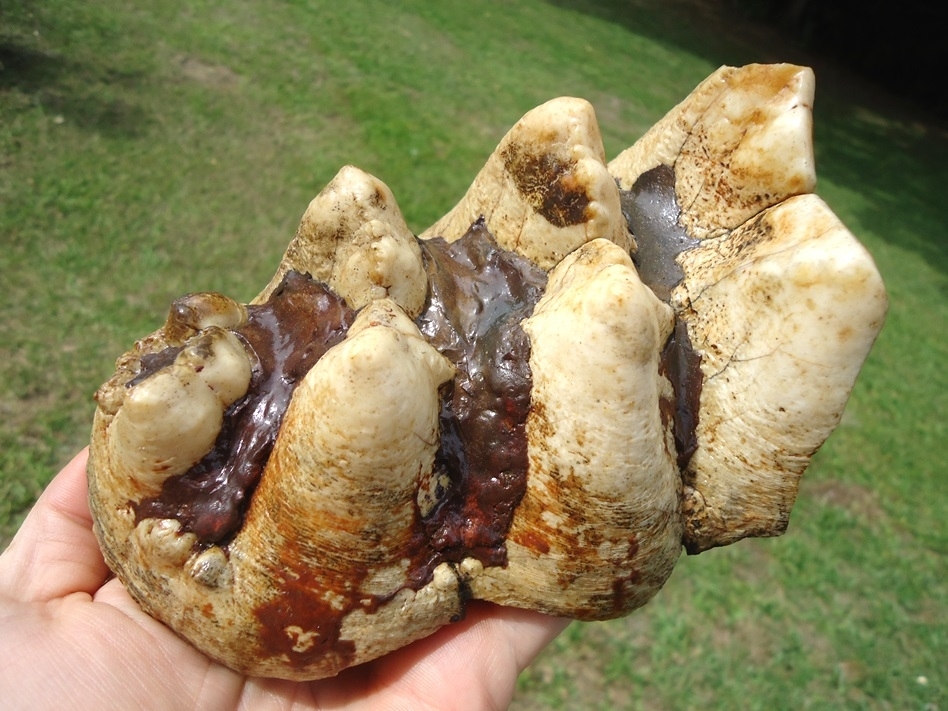 Large image 3 Extra Large Partial Mastodon Tooth