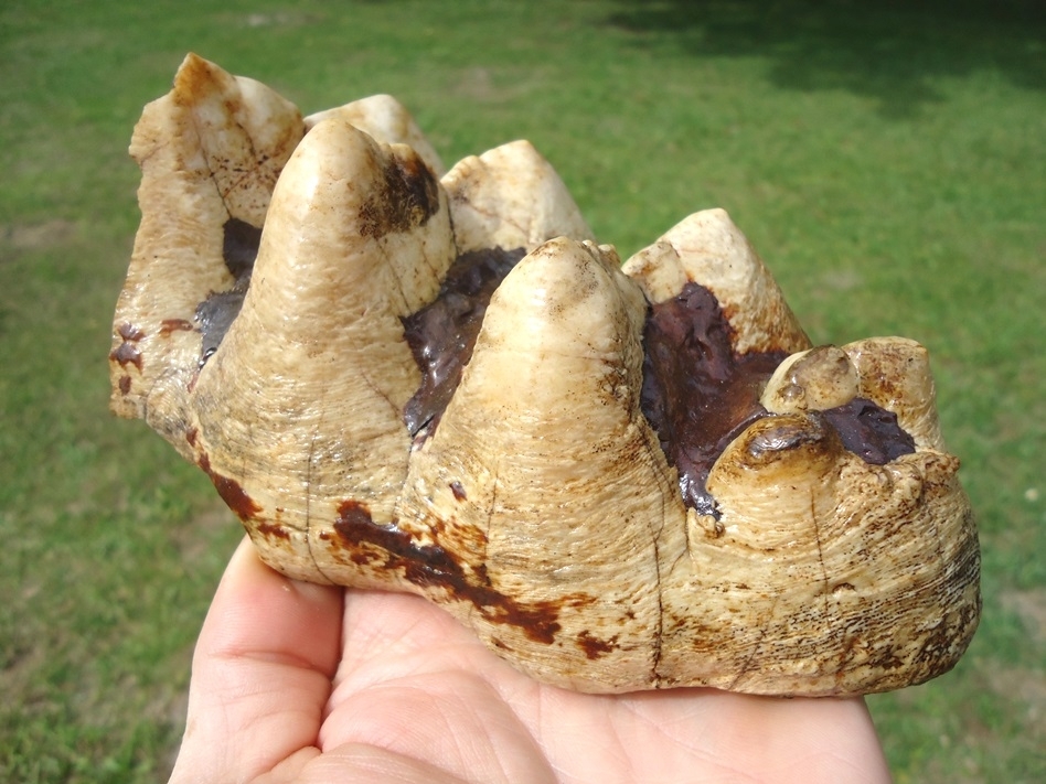 Large image 4 Extra Large Partial Mastodon Tooth