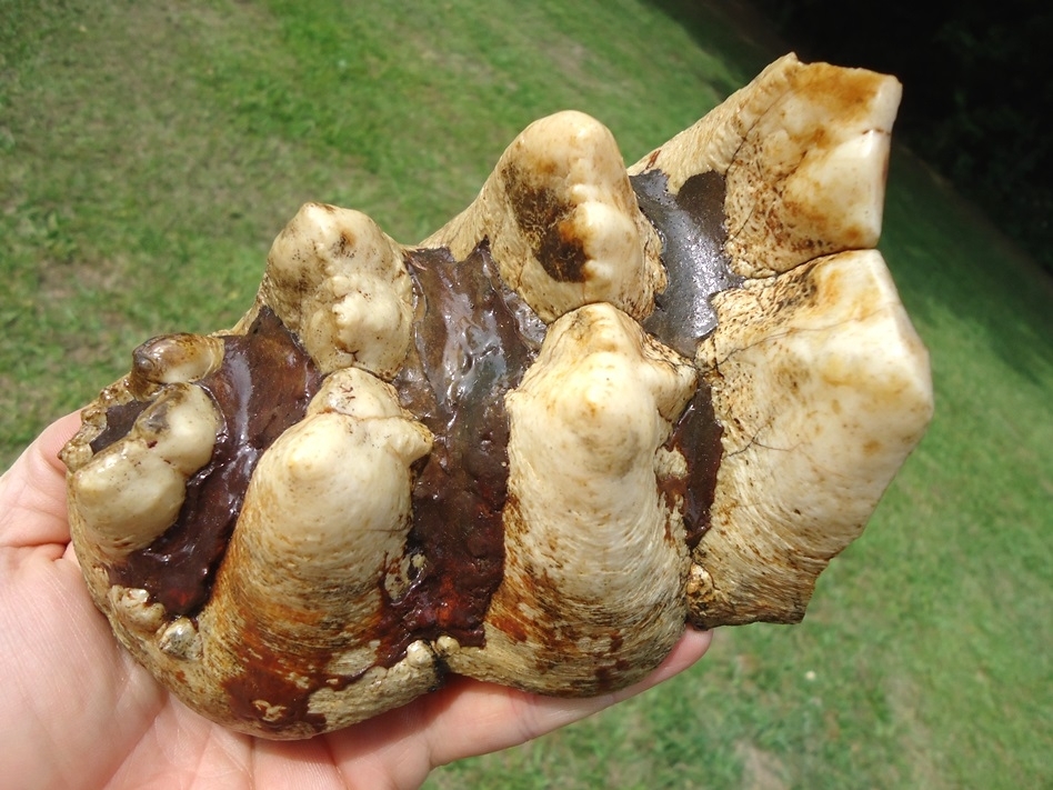 Large image 5 Extra Large Partial Mastodon Tooth