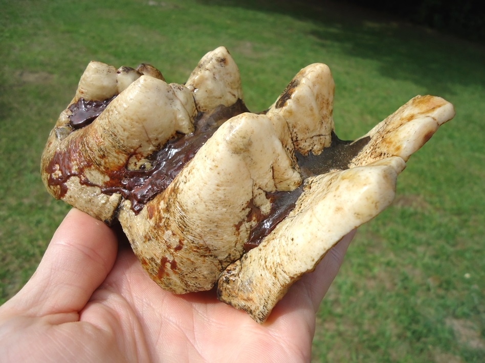 Large image 6 Extra Large Partial Mastodon Tooth