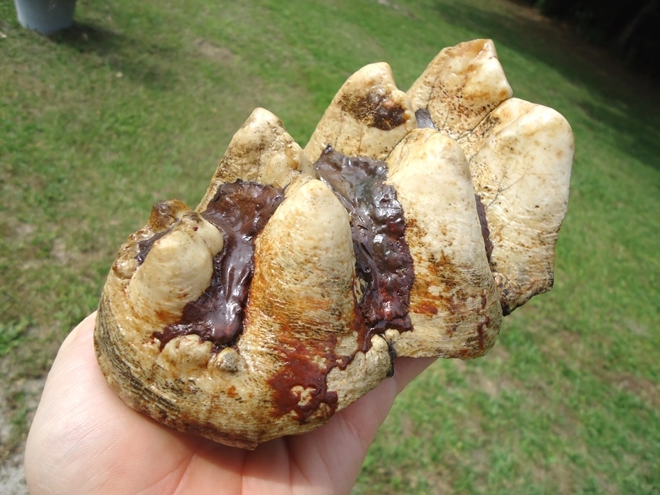 Large image 8 Extra Large Partial Mastodon Tooth