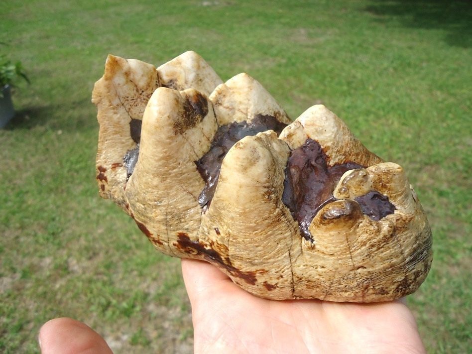 Large image 9 Extra Large Partial Mastodon Tooth