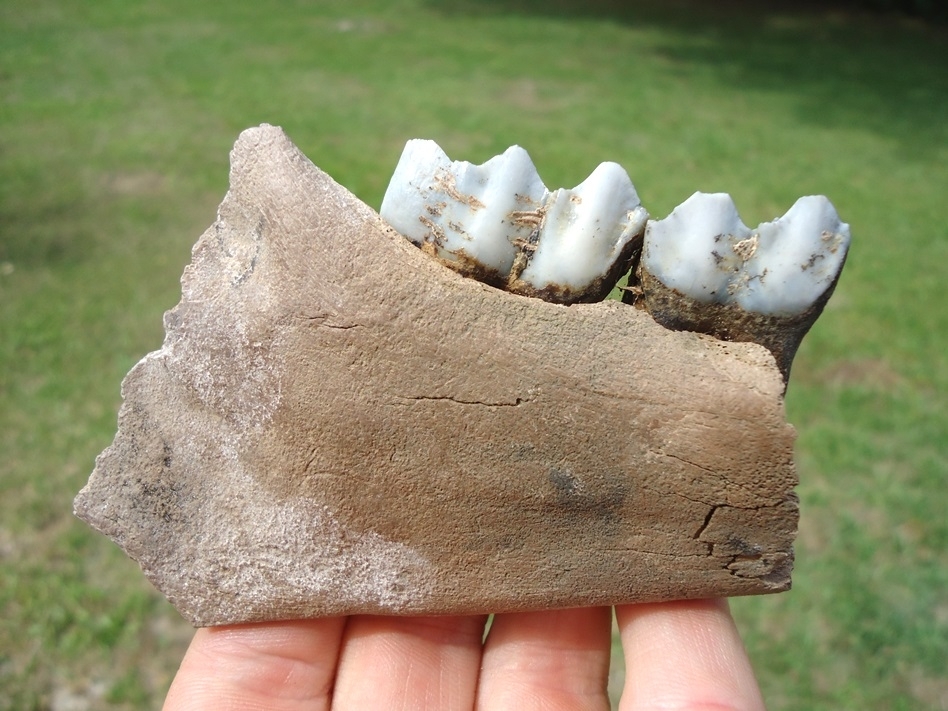 Large image 1 Bargain Llama Mandible with Two Light Blue Teeth