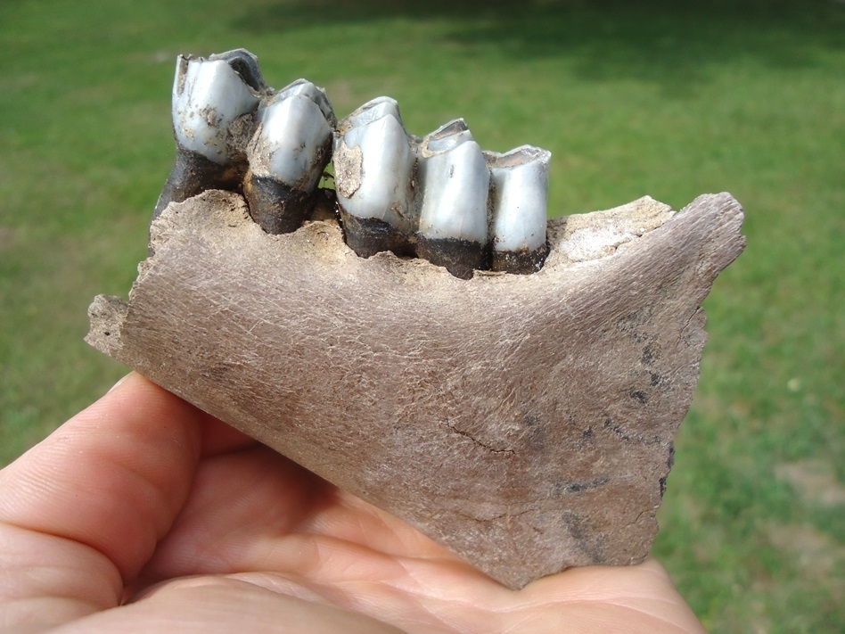 Large image 3 Bargain Llama Mandible with Two Light Blue Teeth