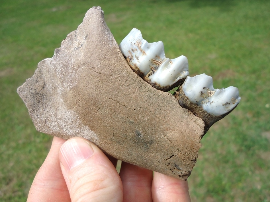 Large image 4 Bargain Llama Mandible with Two Light Blue Teeth