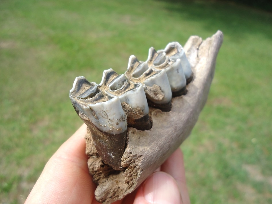 Large image 5 Bargain Llama Mandible with Two Light Blue Teeth