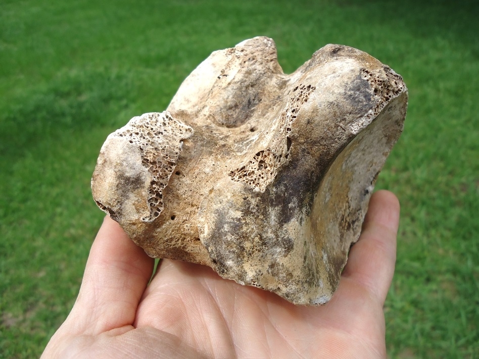 Large image 4 Rare Giant Ground Sloth Tarsal Bone