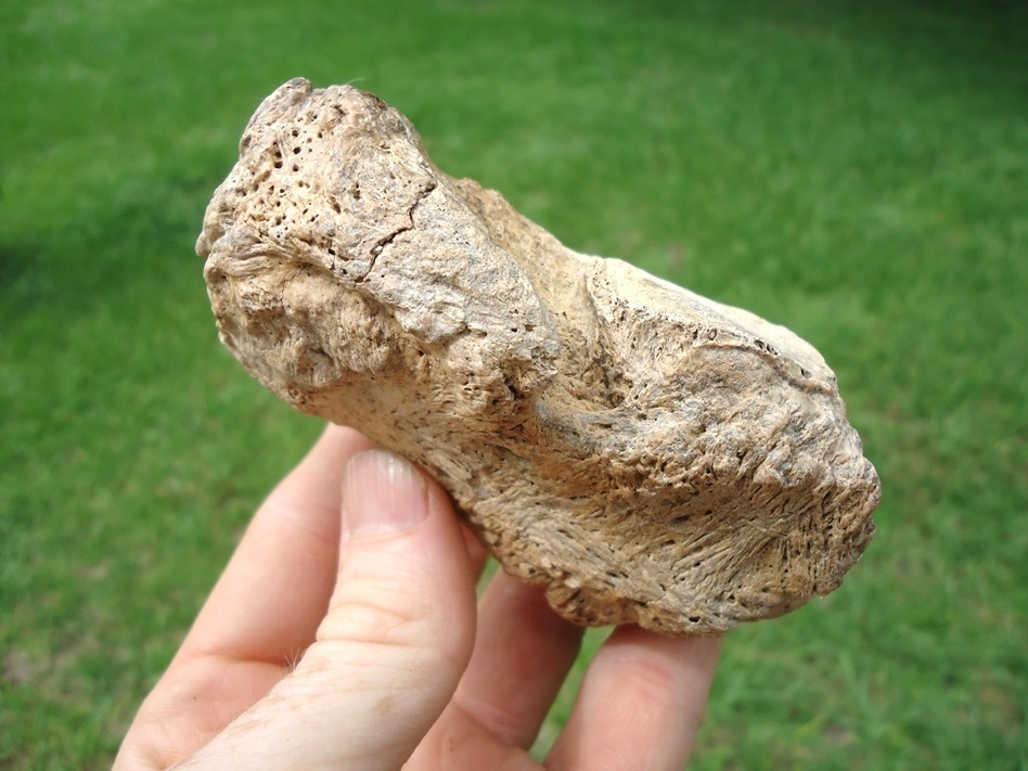 Large image 3 Rare Giant Ground Sloth Tarsal Bone