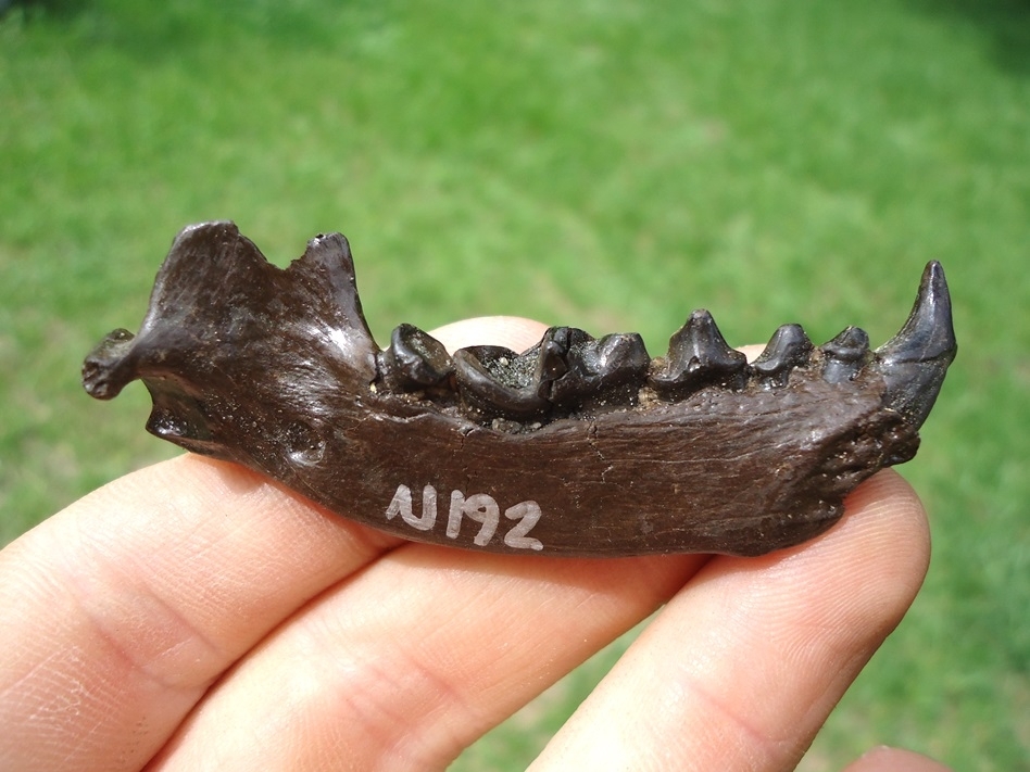 Large image 1 Exceptional Otter Mandible with Six Teeth Including Canine