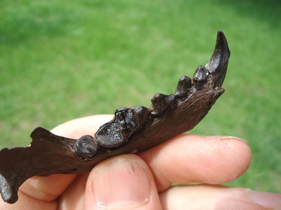 Large image 2 Exceptional Otter Mandible with Six Teeth Including Canine