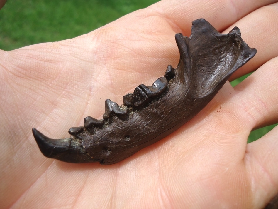 Large image 3 Exceptional Otter Mandible with Six Teeth Including Canine