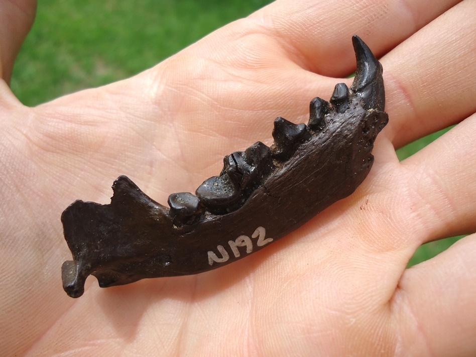 Large image 4 Exceptional Otter Mandible with Six Teeth Including Canine