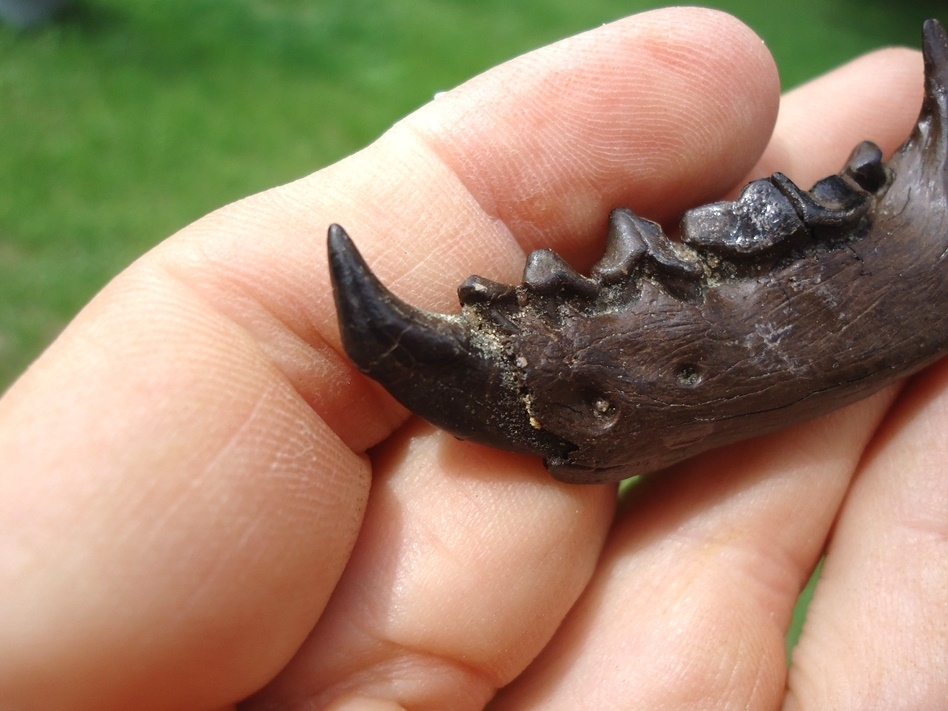 Large image 5 Exceptional Otter Mandible with Six Teeth Including Canine