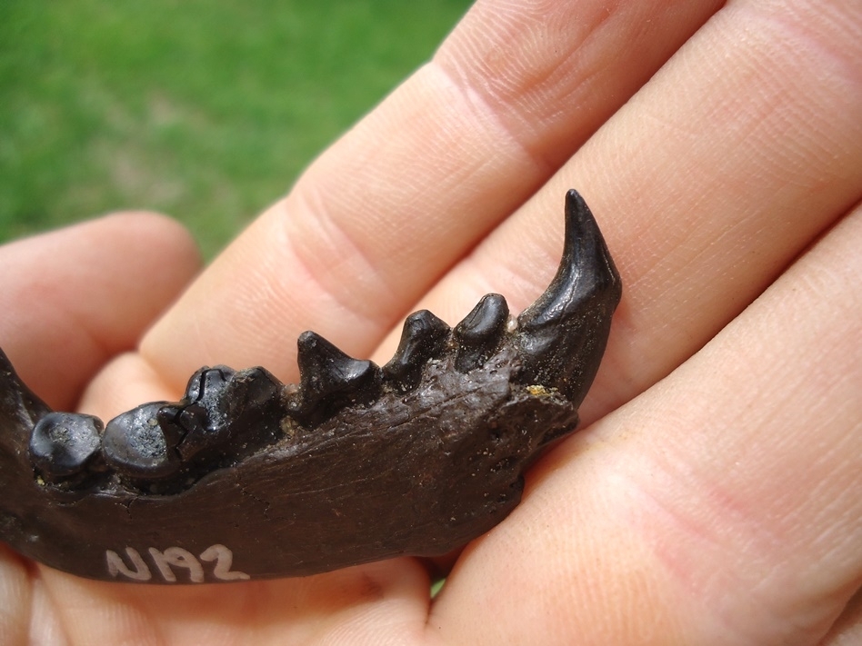 Large image 6 Exceptional Otter Mandible with Six Teeth Including Canine