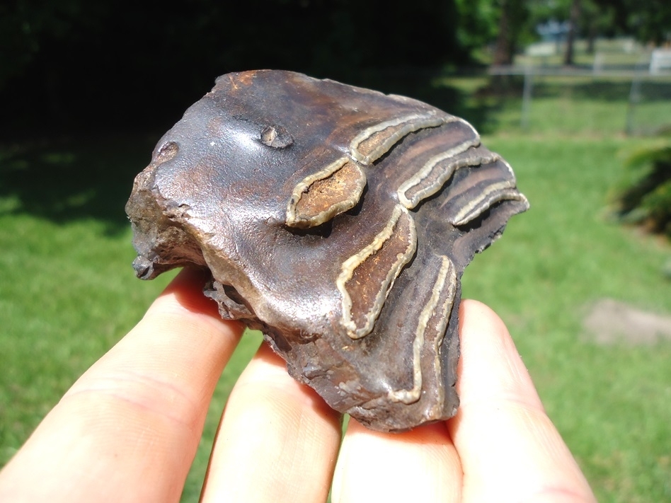 Large image 1 Detailed Mammoth Spit Tooth