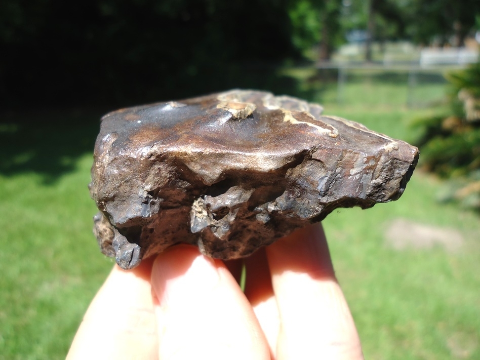 Large image 2 Detailed Mammoth Spit Tooth