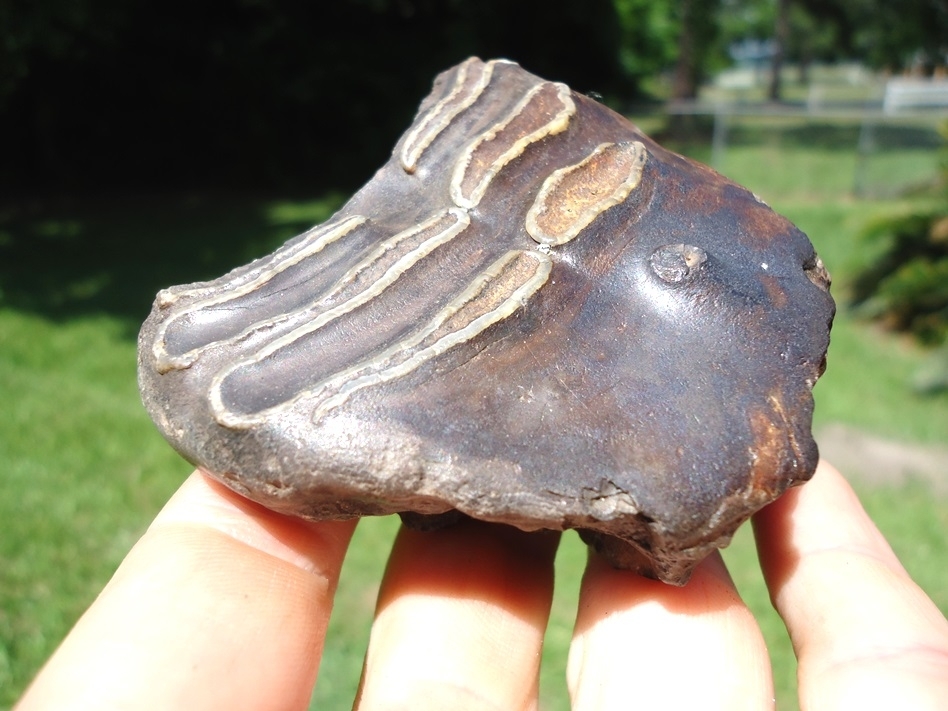 Large image 3 Detailed Mammoth Spit Tooth