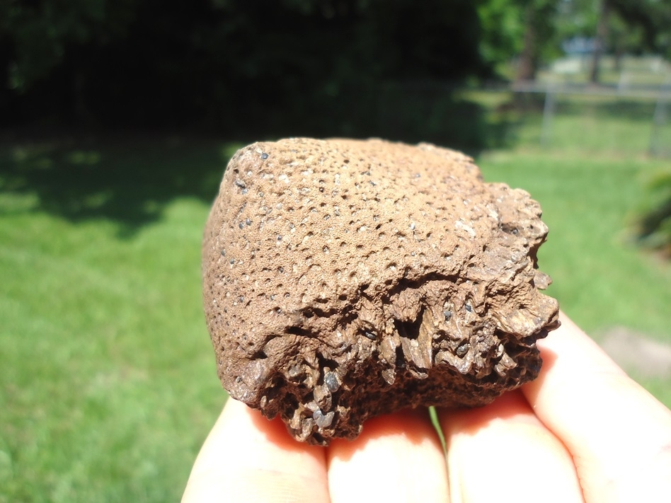 Large image 2 Massive Glyptodon Spike Scute