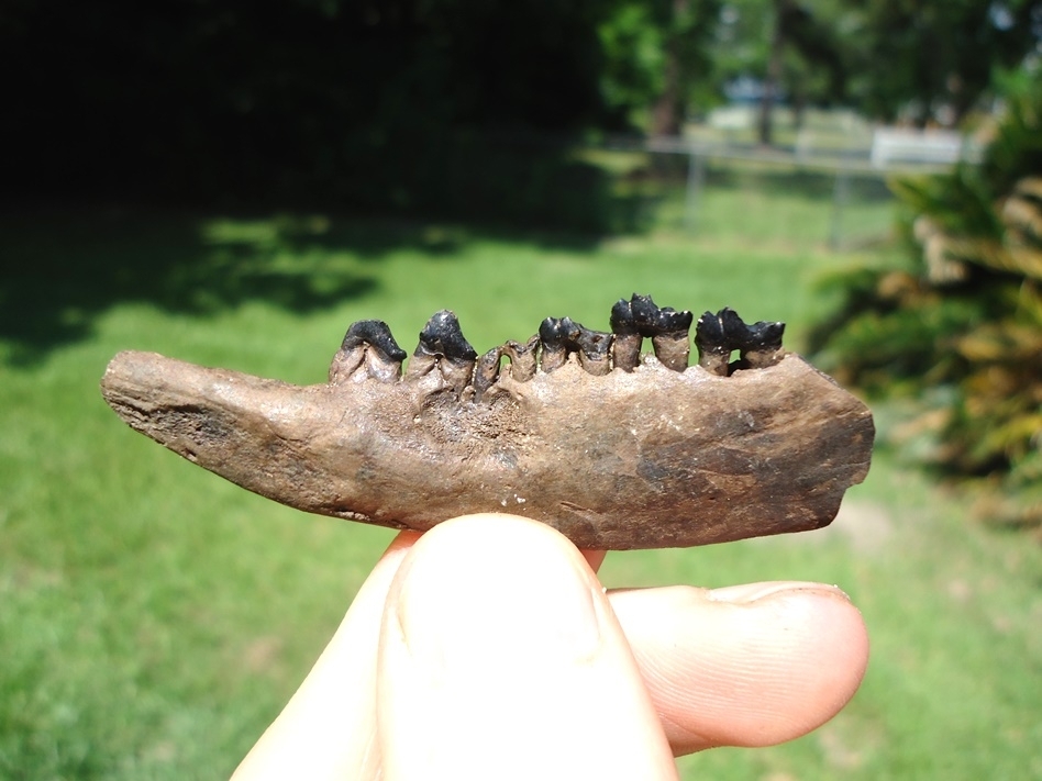 Large image 1 Quality Opossum Mandible with Six Teeth Intact