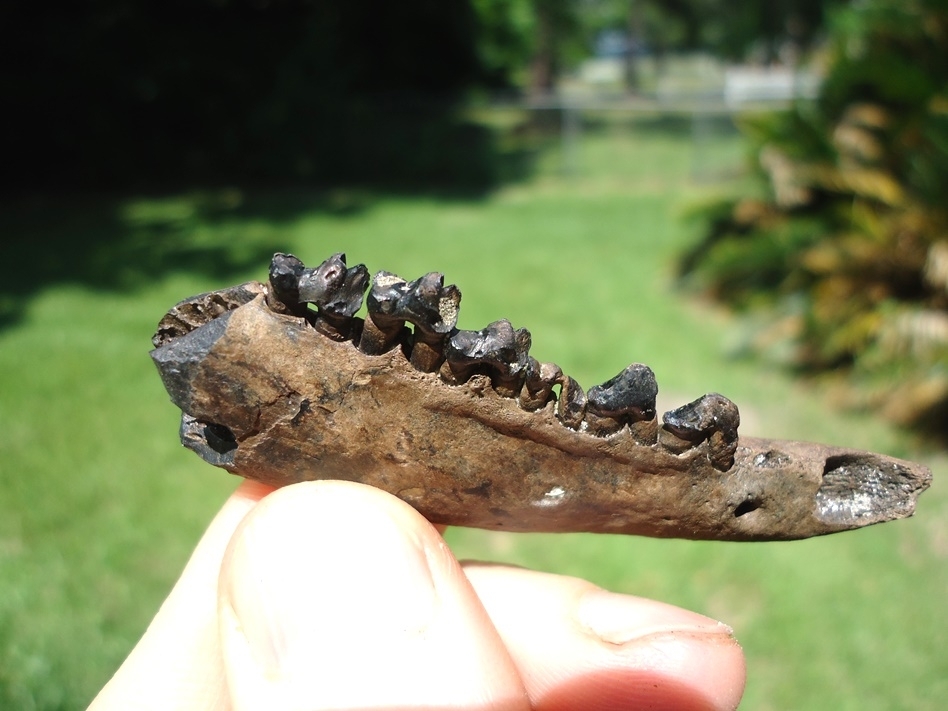 Large image 2 Quality Opossum Mandible with Six Teeth Intact