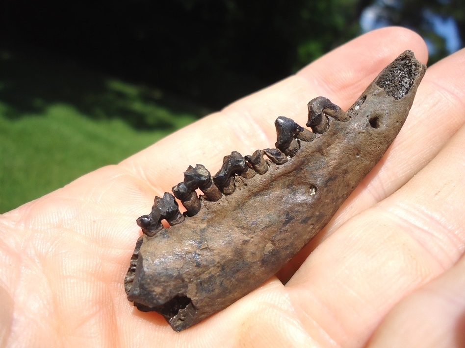 Large image 3 Quality Opossum Mandible with Six Teeth Intact