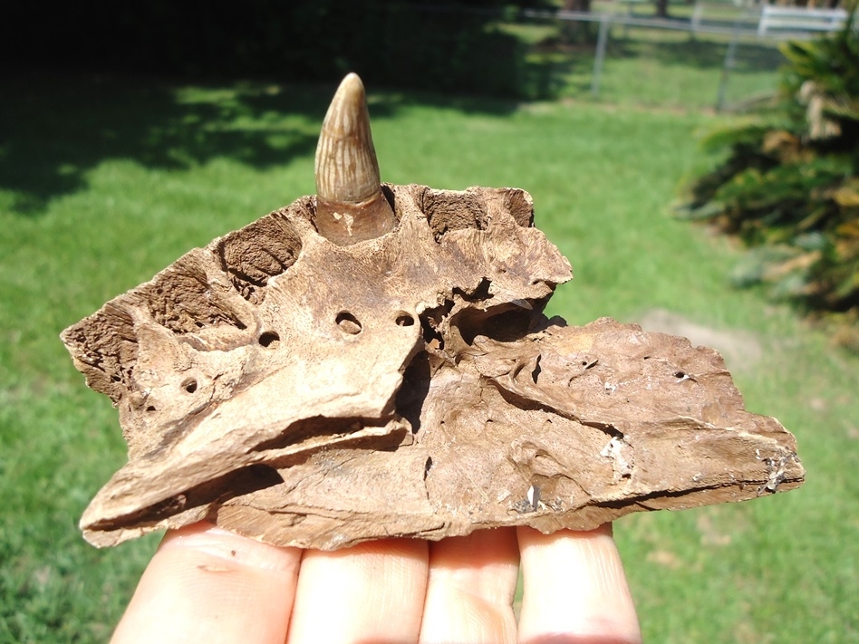 Large image 1 Section of Alligator Maxilla with One Original Tooth