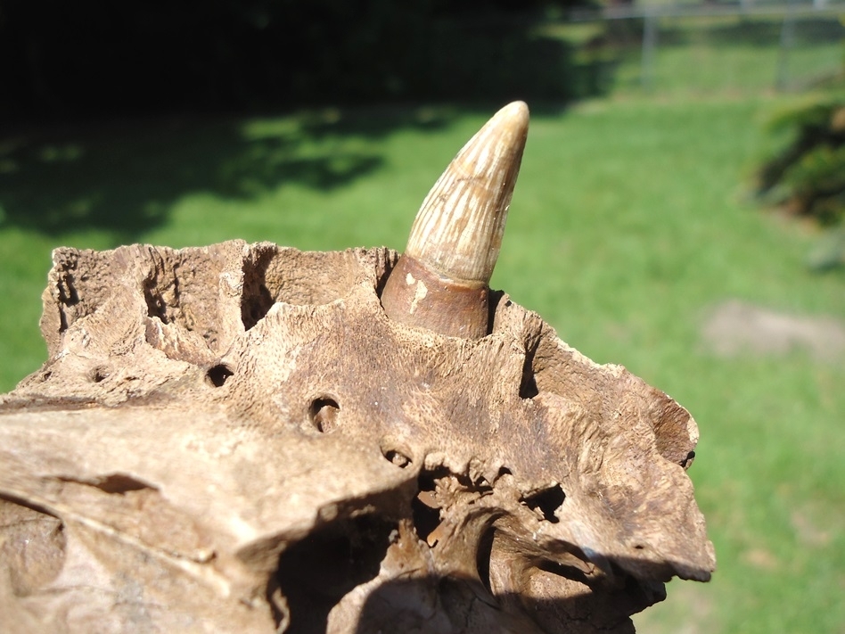 Large image 2 Section of Alligator Maxilla with One Original Tooth