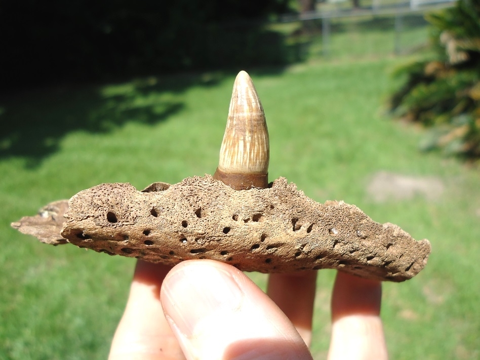 Large image 3 Section of Alligator Maxilla with One Original Tooth